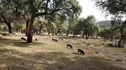 Die schwarzen iberischen Schweine in den Korkeichenwäldern Andalusiens fressen ausschließlich Eicheln. Sie liefern den berühmten Pata-Negra-Schinken, eine sündhaft teure Delikatesse. Die schwarzen iberischen Schweine in den Korkeichenwäldern Andalusiens fressen ausschließlich Eicheln. Sie liefern den berühmten Pata-Negra-Schinken, eine sündhaft teure Delikatesse.