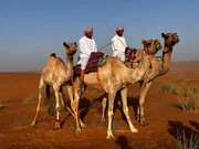 Die Arbeit in der Wüste beginnt früh, schnell wird es heiß. Humied Al-Mughairy und sein Bruder Abdullah bringen einige der familieneigenen Kamele tiefer in die Wüste. Die Arbeit in der Wüste beginnt früh, schnell wird es heiß. Humied Al-Mughairy und sein Bruder Abdullah bringen einige der familieneigenen Kamele tiefer in die Wüste.
