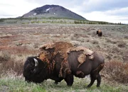 Bison im Yellowstone-Park, USA.