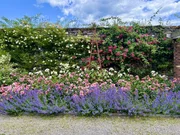 Russborough House & Park: Walled Garden. Russborough House -ein Herrenhaus mit einer langen Geschichte und der längsten Hausfassade Irlands. Schon Jackie Kennedy, Mick Jagger oder Charlie Chaplin haben in diesem Haus Party gemacht. Hinter alten Mauern versteckt liegt der sogenannte Walled Garden. Ein verwunschener Garten wie aus einem Märchen entsprungen.