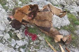 &Ouml;tzi (Stefan Krischke) wurde von seinem M&ouml;rder hinterr&uuml;cks erschossen.