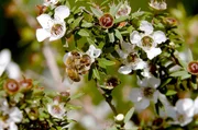 Die Manuka-Blüte: für die Maoris Kulturerbe und Heilmittel, für die Bienen eine wahre Delikatesse Die Manuka-Blüte: für die Maoris Kulturerbe und Heilmittel, für die Bienen eine wahre Delikatesse