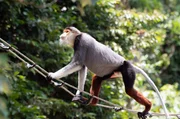 Kletterkünstler: Die Brücken im Dschungel sind für die Kleideraffen überlebenswichtig. Kletterkünstler: Die Brücken im Dschungel sind für die Kleideraffen überlebenswichtig.