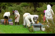 Nach einem harten und feuchten Winter muss das Wohlergehen der Bienen kontrolliert werden – da packt die ganze Familie Murray mit an!