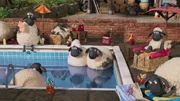 Die Schafe verbringen einen ruhigen Nachmittag am aber auch im Pool des Farmers. Die Schafe verbringen einen ruhigen Nachmittag am aber auch im Pool des Farmers.