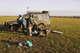 Die Hy&auml;ne ist bet&auml;ubt und wird untersucht: Die Biologin Kay Holekamp arbeitet seit &uuml;ber 20 Jahren in der Masai Mara in Kenia.