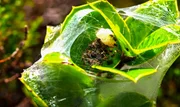 Ein Spinnen-Nest versteckt zwischen den Bl&auml;ttern in einem Geb&uuml;sch. Spinnen bilden auf den Azoren die gr&ouml;&szlig;te Land-Biomasse.