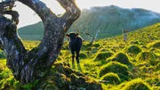 Die fruchtbare Caldera der kleinen Azoren-Insel Corvo wird als Weidegebiet f&uuml;r die allgegenw&auml;rtigen Rinderherden genutzt.