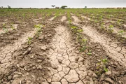 Meki Batu, Ethiopia - Young pepper plants growing in a dry cracked field at the Fruit and Vegetable Growers Cooperative in Meki Batu.