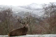 Rotwildhirsch, der sich in der schneebedeckten Landschaft hinlegt. Naturschutzgebiet Alladale in Schottland.