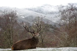 Rotwildhirsch, der sich in der schneebedeckten Landschaft hinlegt. Naturschutzgebiet Alladale in Schottland.