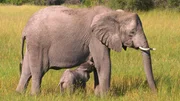 Eine Elefantenkuh s&auml;ugt ihr Jungtier. Die jungen Elefantenk&auml;lber trinken bis zu elf Liter Milch pro Tag. Nach drei Monaten beginnen sie, zus&auml;tzlich Gr&auml;ser zu fressen und Wasser zu trinken.