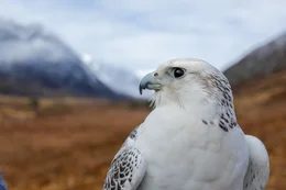 Gerfalke (Gyrfalcon) in der schneebedeckten Landschaft des Naturschutzgebiet Alladale in Schottland.