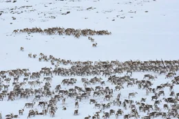 Eine gro&szlig;e Herde von Rentieren, die sich durch den Schnee bewegen (Norwegen).
