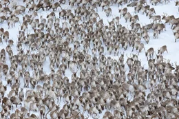 Eine gro&szlig;e Herde von Rentieren, die sich durch den Schnee bewegen (Norwegen).