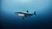 Great white shark (Carcharodon carcharias) swimming in Pacific ocean water of Guadalupe Island, Mexico