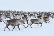 Eine gro&szlig;e Herde von Rentieren, die sich durch den Schnee bewegen (Norwegen).