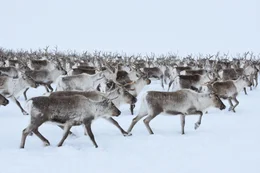Eine gro&szlig;e Herde von Rentieren, die sich durch den Schnee bewegen (Norwegen).