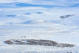 Eine gro&szlig;e Herde von Rentieren, die sich durch den Schnee bewegen (Norwegen).