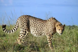 Gepard in Nachmittagssonne.