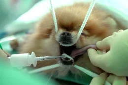 Pomeranians (Zwergspitzhunde) werden auf s&uuml;&szlig;es Aussehen gez&uuml;chtet, sind aber oft krank.