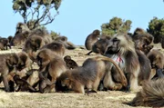 Gelada Affen, Simien Mountains, Äthiopien.
