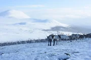 Eine gro&szlig;e Herde von Rentieren, die sich durch den Schnee bewegen (Norwegen).
