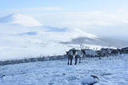 Eine gro&szlig;e Herde von Rentieren, die sich durch den Schnee bewegen (Norwegen).