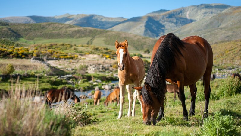Schafe, Rinder und Canadas – Die großen Tierwanderungen Spaniens (D, 2011)