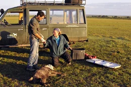Die Hy&auml;ne ist bet&auml;ubt und wird untersucht: Die Biologin Kay Holekamp arbeitet seit &uuml;ber 20 Jahren in der Masai Mara in Kenia.