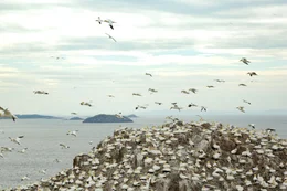 T&ouml;lpel-Kolonie mit hunderten von T&ouml;lpel, die &uuml;ber Bass Rock-Schottland fliegen.