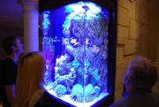 Looking at a custom made aquarium.