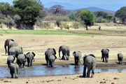 Elefanten, Ruaha. Elefanten, Ruaha.