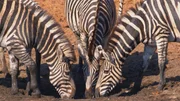 Zebras trinken aus einer Pf&uuml;tze. Die Trockenzeit im Mashatu-Reservat ist eine harte Zeit f&uuml;r die Tiere.