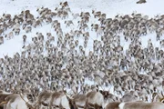 Eine gro&szlig;e Herde von Rentieren, die sich durch den Schnee bewegen (Norwegen).