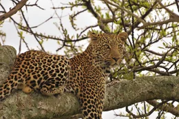 Leopard.