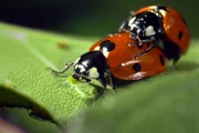 Wilde Eltern; Mit Leidenschaft zum Nachwuchs; Marienkäfer paaren sich oft mit mehreren Partnern - das erhöht die genetische Vielfalt beim Nachwuchs. Wilde Eltern; Mit Leidenschaft zum Nachwuchs; Marienkäfer paaren sich oft mit mehreren Partnern - das erhöht die genetische Vielfalt beim Nachwuchs.