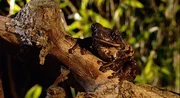 Ein geheimnisvolles Tier sitzt ganz still im Wald. Welches Tier das wohl sein mag? Ein geheimnisvolles Tier sitzt ganz still im Wald. Welches Tier das wohl sein mag?