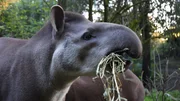 Tapir-Weibchen Carmina plagen Hufschmerzen. Tapir-Weibchen Carmina plagen Hufschmerzen.