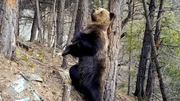 Ein Braunbär in den Pyrenäen. Er hat die Fotofalle ausgelöst. Ein Braunbär in den Pyrenäen. Er hat die Fotofalle ausgelöst.