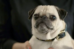 Mops: Gez&uuml;chtet auf Aussehen &ndash; doch viele Tiere leiden deshalb. Weiteres Bildmaterial finden Sie unter www.br-foto.de.