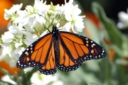 Monarch (Dannaus plexxipus).