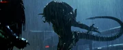 AVP2KS- 509 The Predalien (right) and Predator engage in a final battle that could decide the fates of the residents a small Colorado town. Photo credit: Courtesy of 20th Century Fox TM and c 2007 Twentieth Century Fox. All rights reserved. Not for sale or duplication.