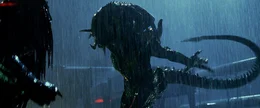 AVP2KS- 509 The Predalien (right) and Predator engage in a final battle that could decide the fates of the residents a small Colorado town. Photo credit: Courtesy of 20th Century Fox TM and c 2007 Twentieth Century Fox. All rights reserved. Not for sale or duplication.