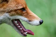 In den weiten, ruhigen Auen entlang der Elbe sind F&uuml;chse oft auch am Tag unterwegs.; MDR FERNSEHEN DIE ELBE (2), "Vom s&auml;chsischen Elbtal bis zum Wattenmeer", am Samstag (21.09.24) um 01:40 Uhr. In den weiten, ruhigen Auen entlang der Elbe sind F&uuml;chse oft auch am Tag unterwegs. &copy; MDR/Svenja und Ralph Schieke, honorarfrei - Verwendung gem&auml;&szlig; der AGB im engen inhaltlichen, redaktionellen Zusammenhang mit genannter MDR-Sendung bei Nennung "Bild: MDR/Svenja und Ralph Schieke" (S2+). MDR/HA Kommunikation, 04360 Leipzig, Tel: (0341) 300 6477 oder - 6463