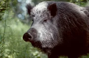 Das einst harmonische Zusammenleben von Menschen und Wildschweinen leidet stark unter der Überbevölkerung des Schwarzwilds.