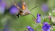 In einem Tierfilm geht es um einen ganz besonderen Schmetterling: das Taubenschwänzchen. Das Taubenschwänzchen kann – anders als andere Schmetterlinge – sogar im Fliegen Nektar aus einer Blüte trinken. In einem Tierfilm geht es um einen ganz besonderen Schmetterling: das Taubenschwänzchen. Das Taubenschwänzchen kann – anders als andere Schmetterlinge – sogar im Fliegen Nektar aus einer Blüte trinken.