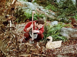 Zum Lohn f&uuml;r eine gute Tat findet der Schusterjunge Klaus beim Holzhacken im Walde eine goldene Gans.