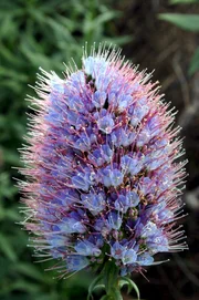 Pr&auml;chtiger Natternkopf (Echium nervosum).