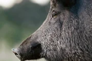 Wildschweine können sich erinnern, kommunizieren, lernen, sich anpassen und sogar Neues erfinden.